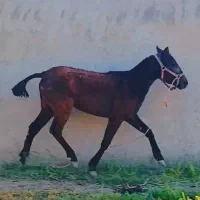 کره‌مادیون‌