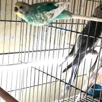 مرغ عشق نر رنگ خاص رنگین کمانی