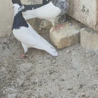 15طوقی همه رنگ