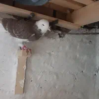 فروش تعدادی کفتر