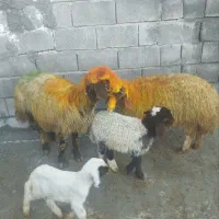 گوسفند|حیوانات مزرعه|کرمانشاه, |دیوار