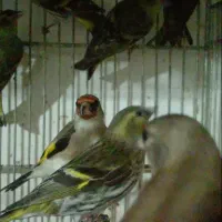 سهره کرمانی، زرد