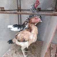 لاری|حیوانات مزرعه|سرپل ذهاب, |دیوار