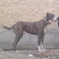 سگ خراسانی|سگ|تربت‌حیدریه, بالا ولایت|دیوار