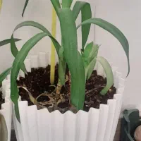 گل آپارتمانی|گل و گیاه طبیعی|کرمانشاه, |دیوار