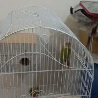 گرینچیک طوطی عروس مرغ عشق