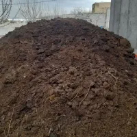 گوسفندی