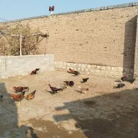 مرغ خروس|حیوانات مزرعه|محمدبار, |دیوار