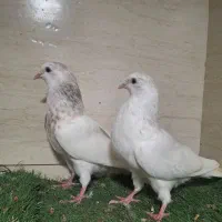 کبوتر سفید اراکی و بمبویی هندی بندر دیلم|پرنده|بندر ماهشهر, |دیوار