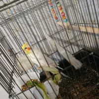 عروس هلندی