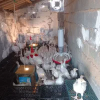 بوقلمون بیوتی دوماهه