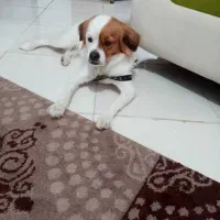 سگ خانگی|سگ|شیراز, معالی‌آباد|دیوار