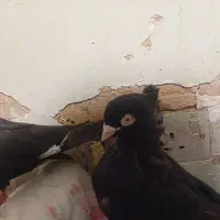 ابادانی تو حیاط بازی دارن|پرنده|فارسان, |دیوار