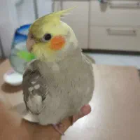 عروس هلندی گمشده