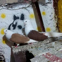 فروش جفت دوکت