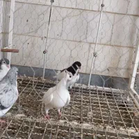 سه‌تا پرنده جونه