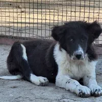 واگزاری توله های قدرجونی|سگ|قم, الغدیر|دیوار