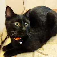 محدوده چمران قیام