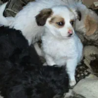 سه تا شیتزو قیمت خوب|سگ|تهران, بلوار کشاورز|دیوار