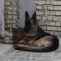 ژرمن شیپر ماده|سگ|بندر ماهشهر, |دیوار