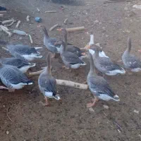 غاز|حیوانات مزرعه|مبارکه, |دیوار