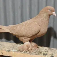 ساری فیلی تبریزی