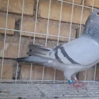 ماده نژاد عربستان