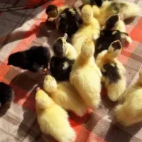 جوجه مرغ آبی|حیوانات مزرعه|سرپل ذهاب, |دیوار