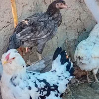 مرغ وخروس گلین جوجه لاری بوقلمون ماده|حیوانات مزرعه|مزرعه کتول, |دیوار