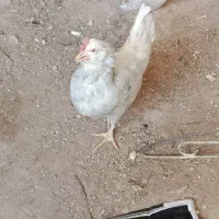 فروش مرغ و خروس|حیوانات مزرعه|شیراز, کیان آباد|دیوار