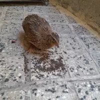 بلدرچین