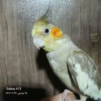 عروس هلندی تماس نگیرید لطفا