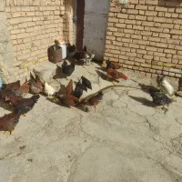 35عدد مرغ و خروس سالم و زیبا فقط12|حیوانات مزرعه|حلب, |دیوار