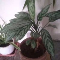 گل های آپارتمانی|گل و گیاه طبیعی|کرج, فاز ۳ مهرشهر|دیوار