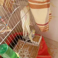 عروس هلندی جفت مولد تخم گذار