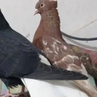 کبوتر سرخ دم سفید ماده