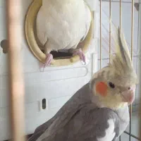 عروس هلندی مولد سخنگو