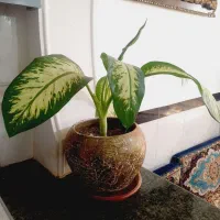 گل وگلدان ..ساعت|گل و گیاه طبیعی|سنقر, |دیوار