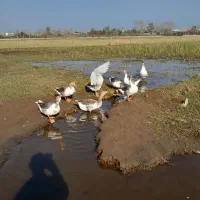 غازهای محلی پرگوشت جوان بی نظیر|حیوانات مزرعه|چاف و چمخاله, |دیوار