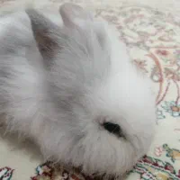 خرگوش لوپ آمریکایی