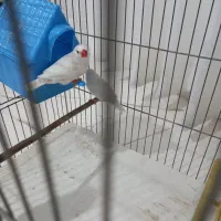 فنچ جفت مولد جفت خورده
