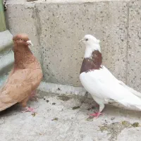 کفتر کبوتر طوقی ماده زرد چشم نوک سفید نر کاکلی
