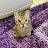 واگذاری بچه گربه|گربه|کرج, عظیمیه|دیوار