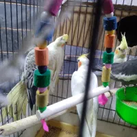 ۵ عدد عروس هلندی با قفس وسایل