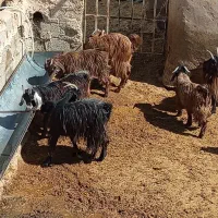 فروش بز بزغاله|حیوانات مزرعه|درگزین, |دیوار