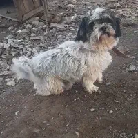 سگ پاکوتاه نر