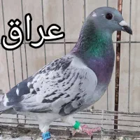 پلاکی خارجی|پرنده|اهواز, مجاهد|دیوار