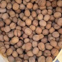 فروش عمده گردو بلغاری ۵۴٪ مغز|خوردنی و آشامیدنی|اصفهان, برزان|دیوار