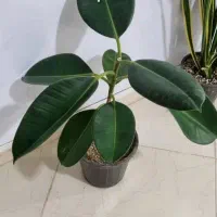 گل و گلدان|گل و گیاه طبیعی|اهواز, سیصد دستگاه|دیوار