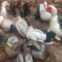 اردک پروازی و روسی اصیل